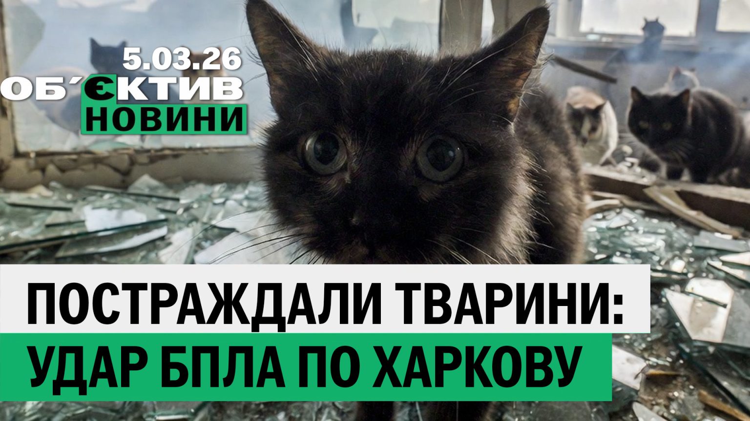 Постраждали тварини у Харкові; ліси Ізюмщини відновлять – підсумки 5 березня