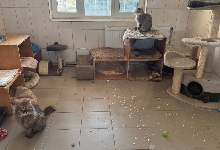 Ночная атака БпЛА: поврежден харьковский Центр обращения с животными (фото)