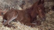 Лоша народилося в кобили, яку евакуювали з півночі Харківщини