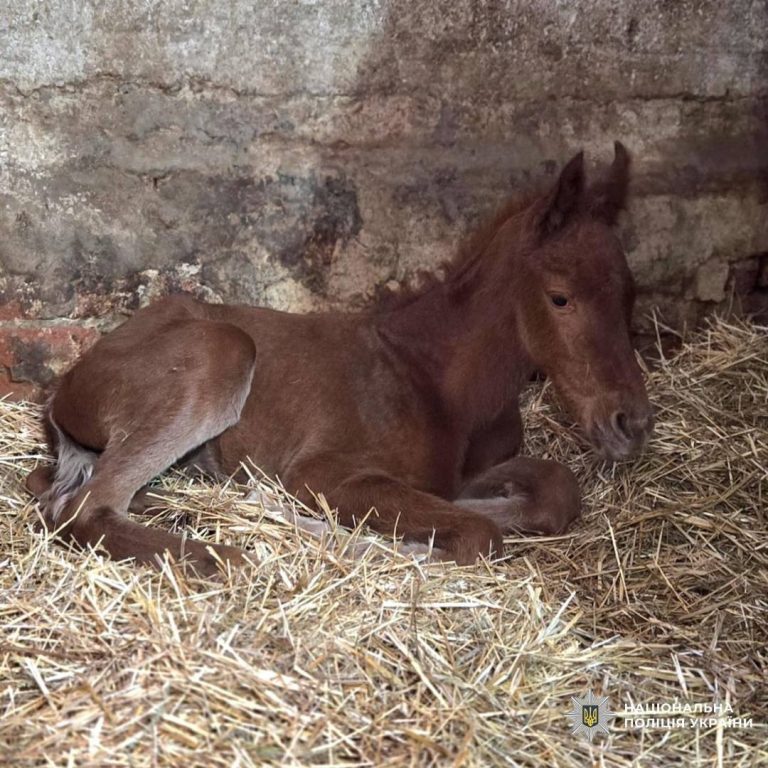 Жеребенок родился у кобылы, эвакуированной с севера Харьковщины