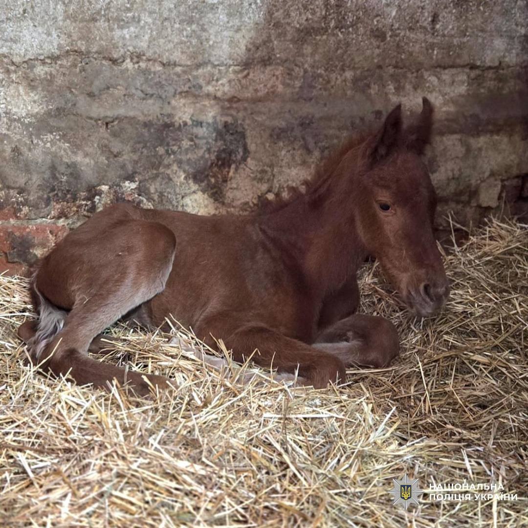 Лоша народилося в кобили, яку евакуювали з півночі Харківщини