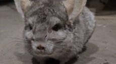 Евакуювалися і залишили клітку відкритою: шиншилу врятували на Харківщині