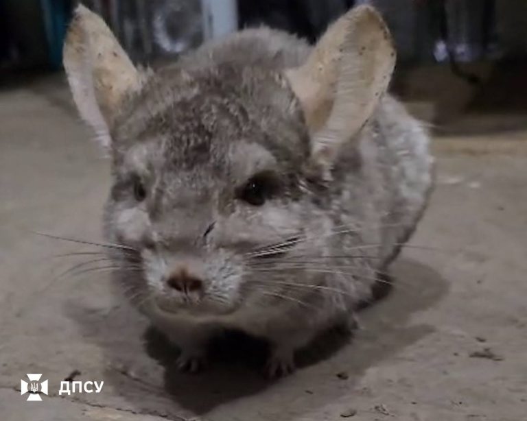 Евакуювалися і залишили клітку відкритою: шиншилу врятували на Харківщині