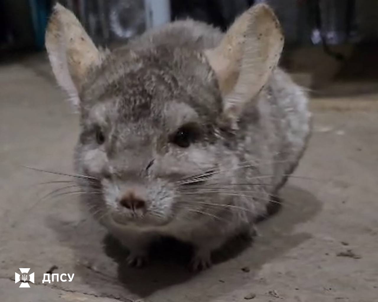 Евакуювалися і залишили клітку відкритою: шиншилу врятували на Харківщині