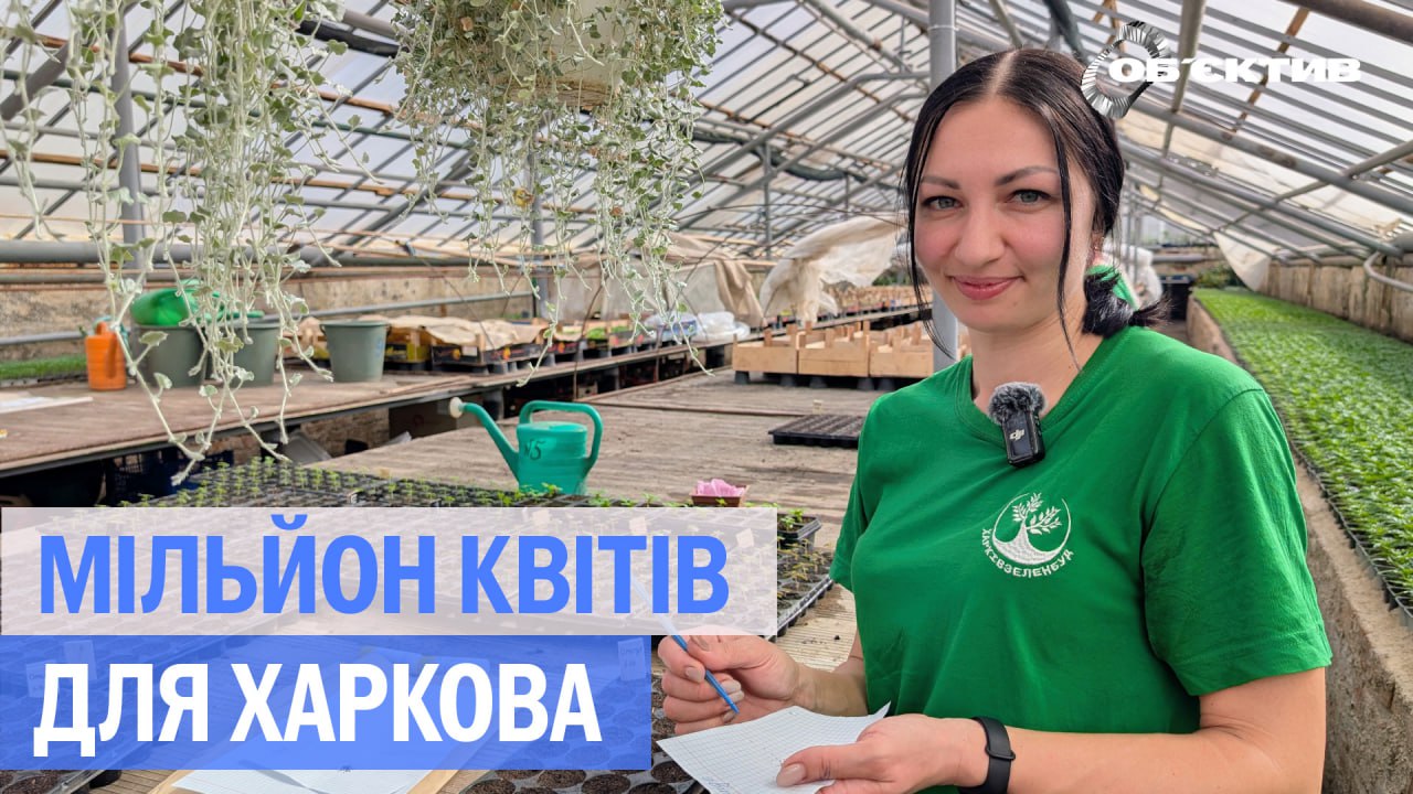 Стійка, витривала, незламна: в Харкові сіють віолу та повертають петунії