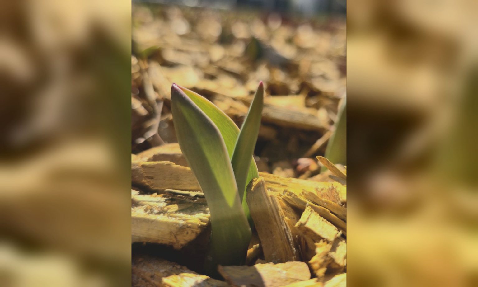 Первые весенние цветы уже пробиваются в Харькове (фото)