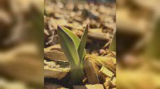 Первые весенние цветы уже пробиваются в Харькове (фото)