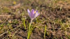 Потепление — скоро: прогноз погоды в Харькове и области на 24 марта