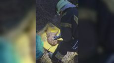 Двох собак визволили з палаючого будинку в Харкові (відео)