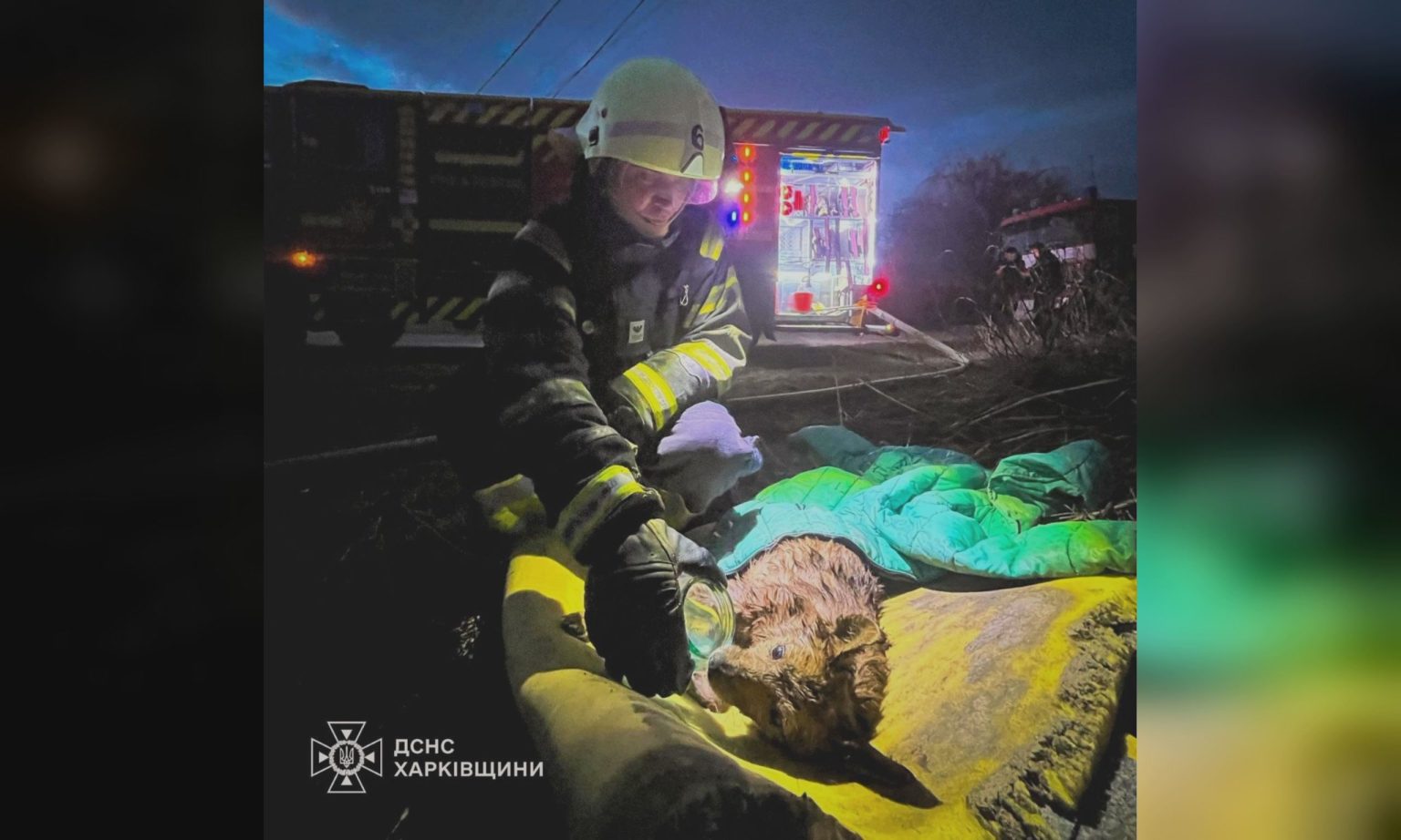 Двух собак спасли из охваченного огнем дома в Харькове (видео)