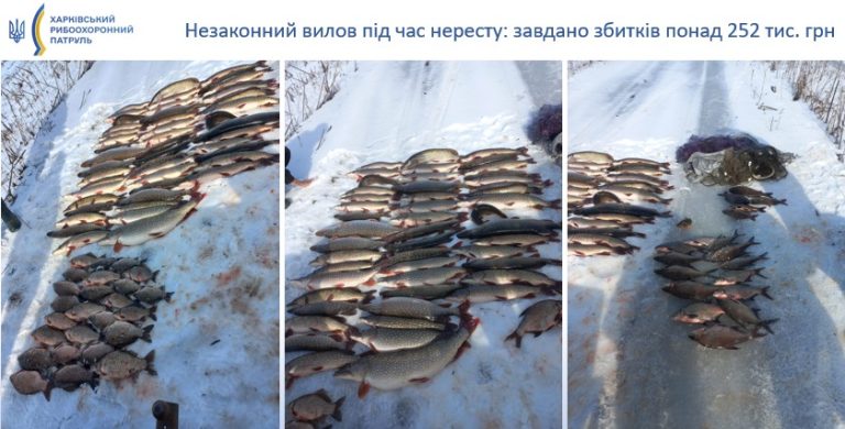 Рыбы более чем на 250 тысяч грн наловили браконьеры на Харьковщине