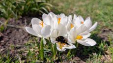 Дождь, гроза и до +18 тепла. Прогноз погоды на 31 марта в Харькове и области