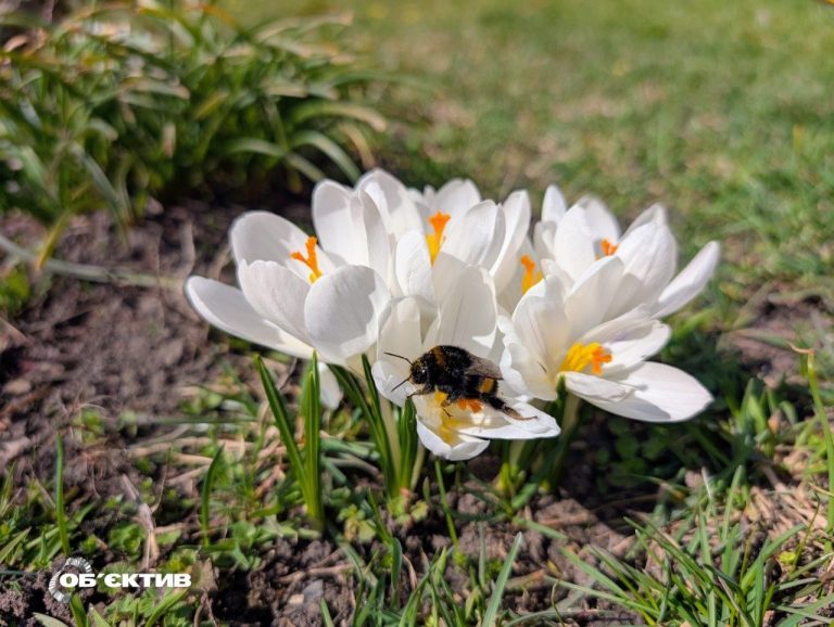 Дождь, гроза и до +18 тепла. Прогноз погоды на 31 марта в Харькове и области