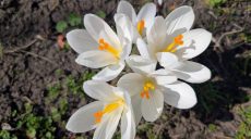 Какой будет погода в воскресенье: прогноз по Харькову и области на 5 апреля