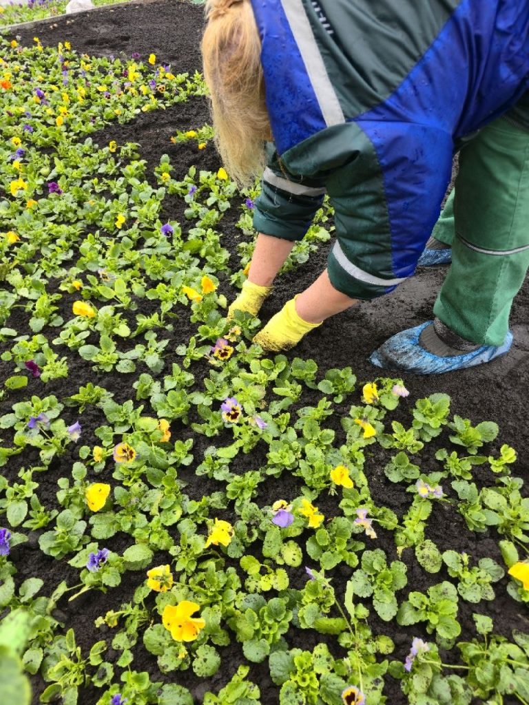 клумба в центре Харькова