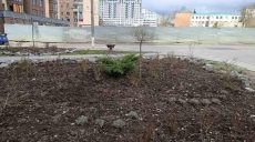 Пропали сосны, виолы и тюльпаны: о кражах с клумб заявили в Харькове