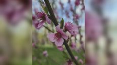 У Харкові зацвіли персики, які подарувала волонтерка з Тернопільщини (фото)