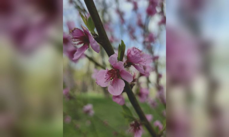 В Харькове зацвели персики, подаренные волонтером с Тернопольщины (фото)