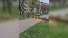 Больше сотни поваленных деревьев, три тысячи обращений: последствия шквала