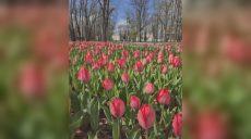 Где в Харькове уже распустились тюльпаны (фото)