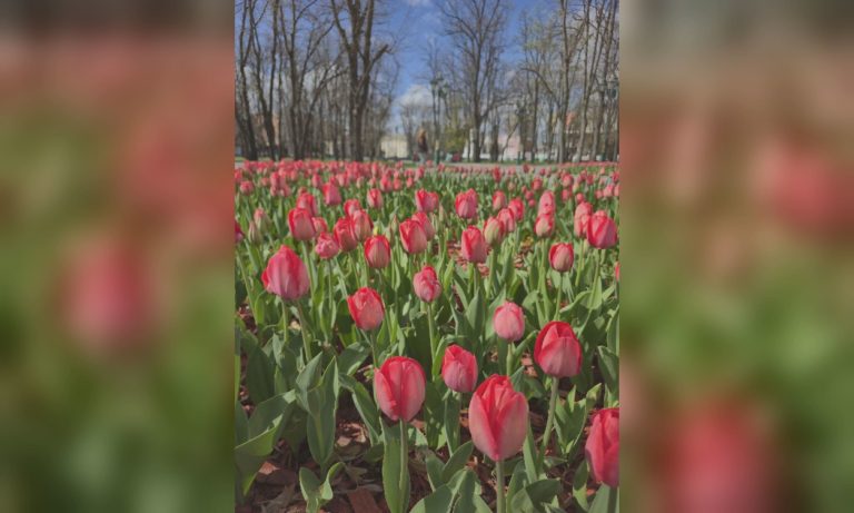 Где в Харькове уже распустились тюльпаны (фото)