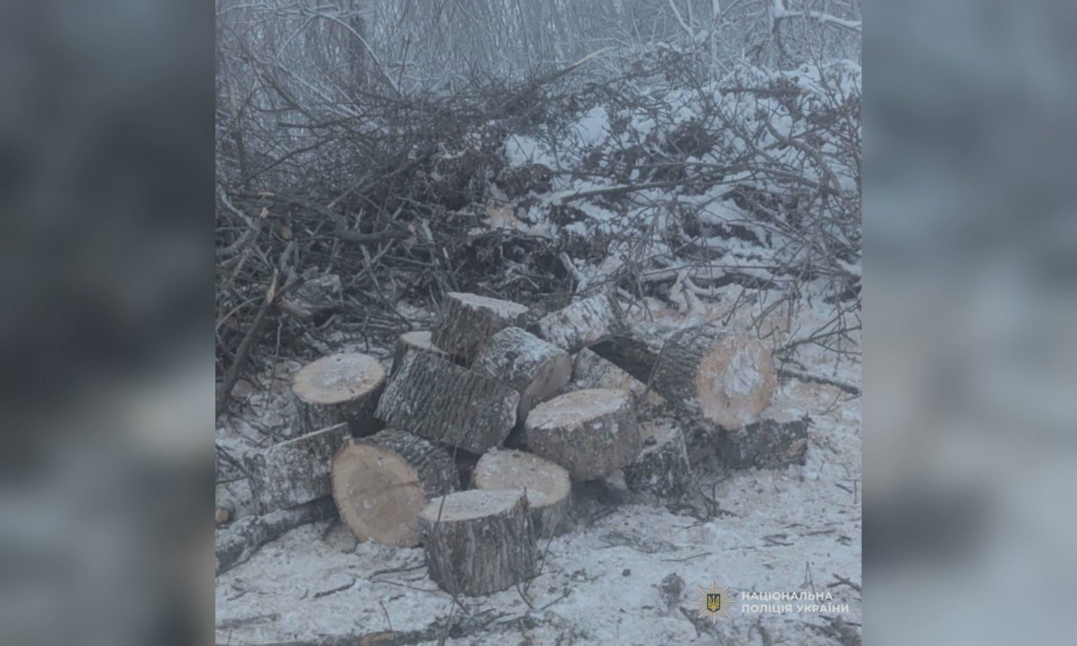 Спиляли дерев на 117 тисяч гривень: кого судитимуть на Харківщині