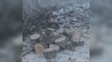 Спиляли дерев на 117 тисяч гривень: кого судитимуть на Харківщині