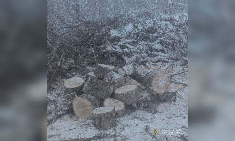 Спиляли дерев на 117 тисяч гривень: кого судитимуть на Харківщині