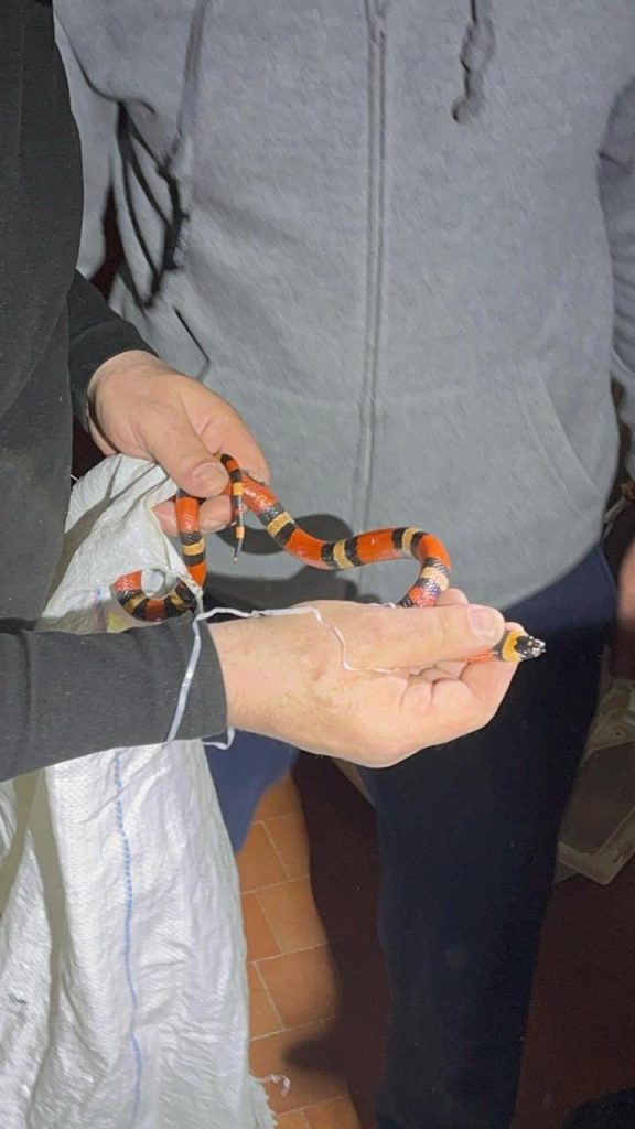 змея в стиралке в Харькове