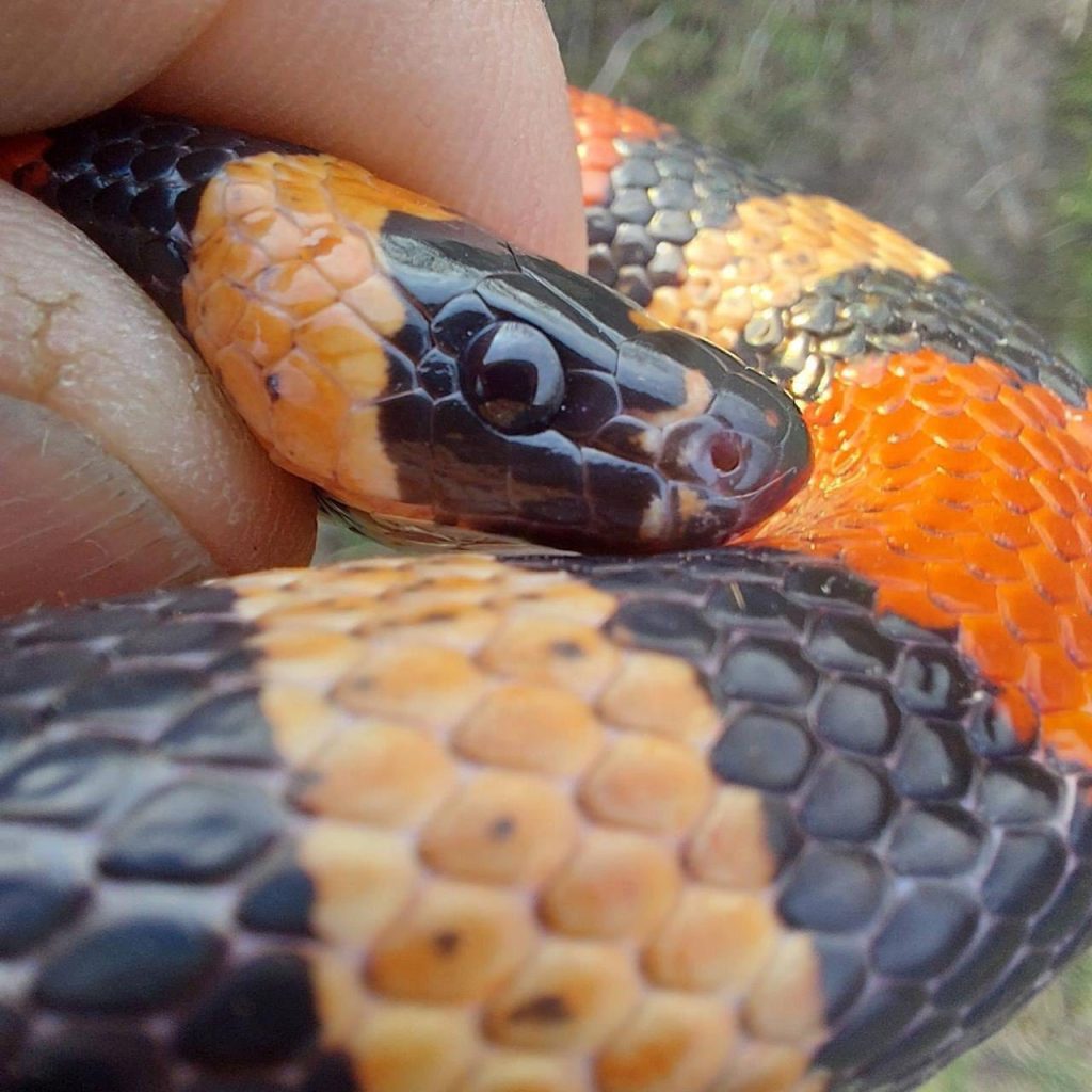 змея в стиралке в Харькове