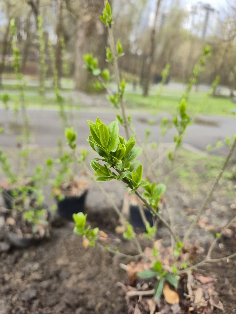 Озеленення Саржиного Яру 8 квітня 2026