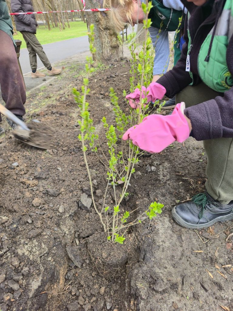 Озеленення Саржиного Яру 8 квітня 2026