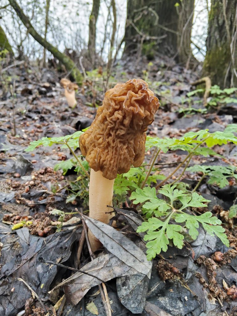сморчки с лесу в Харьковской области