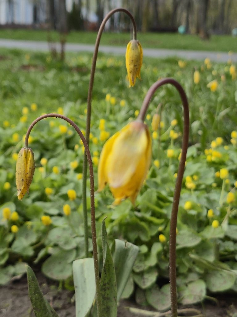 краснокнижные тюльпаны расцвели в Харькове