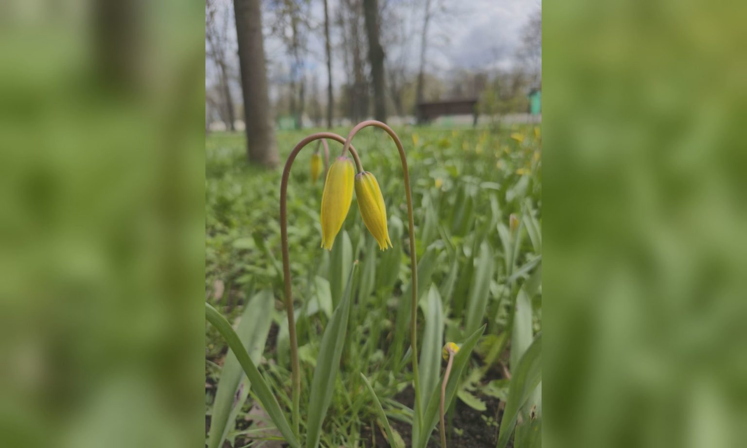 «Весеннее чудо»: что расцвело в Харькове, показали коммунальщики (фото)