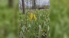 «Весеннее чудо»: что расцвело в Харькове, показали коммунальщики (фото)