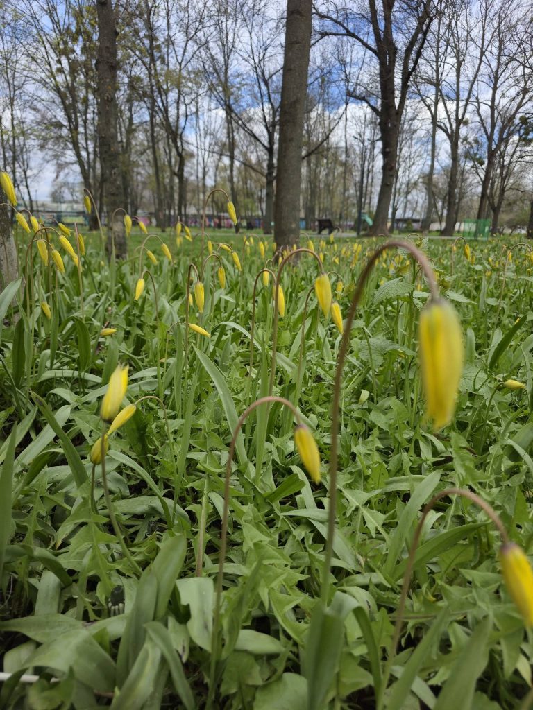 краснокнижные тюльпаны расцвели в Харькове