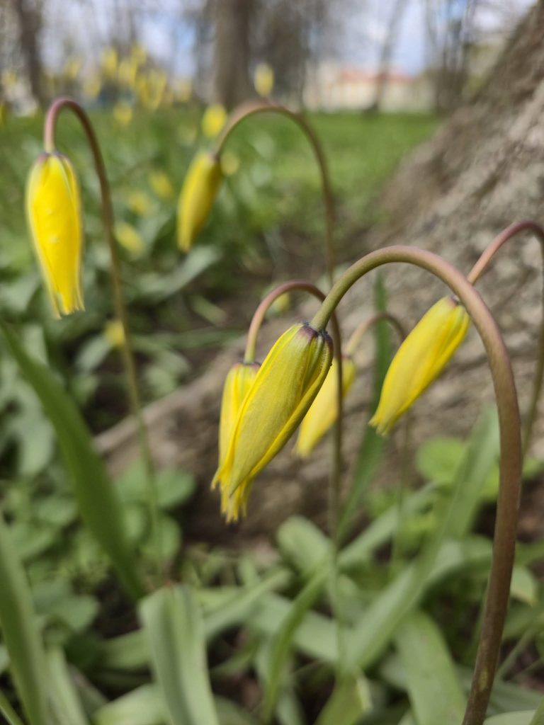 краснокнижные тюльпаны расцвели в Харькове