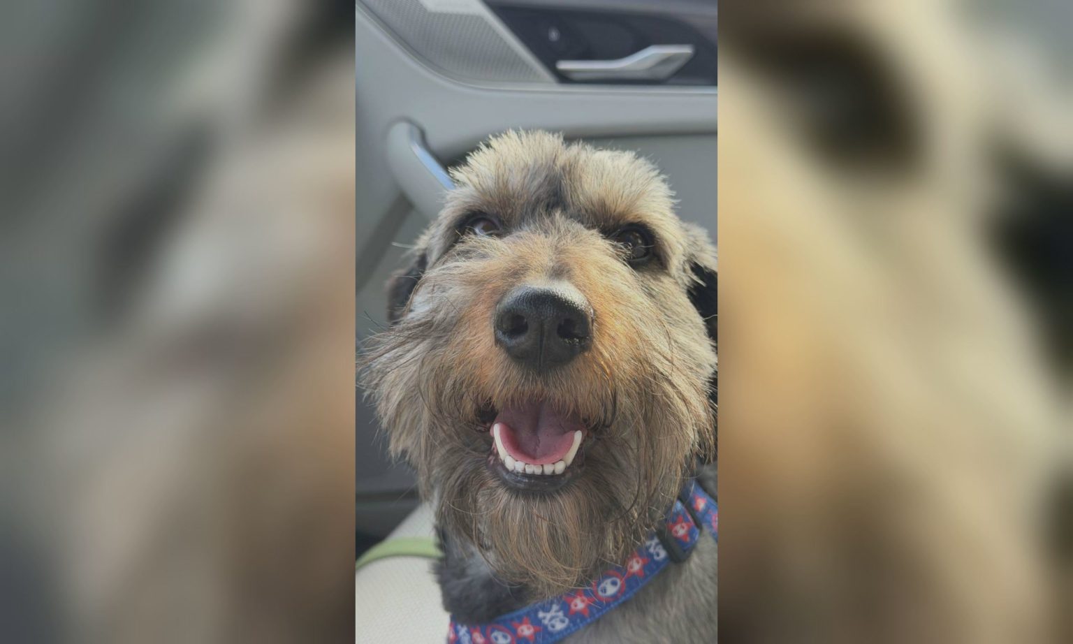 Пес, спасенный из пожара в Харькове, теперь живет в солнечной Италии (фото)