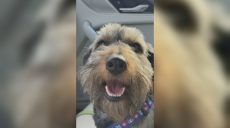 Пес, спасенный из пожара в Харькове, теперь живет в солнечной Италии (фото)