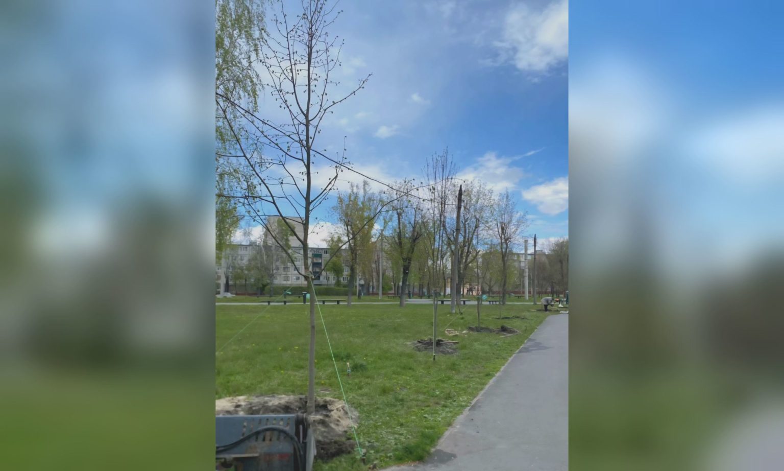 Новая аллея лип появилась в Харькове: где высадили деревья (фото)