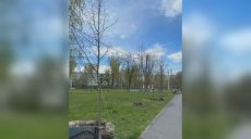 Нова алея лип з’явилася у Харкові: де висадили дерева (фото)