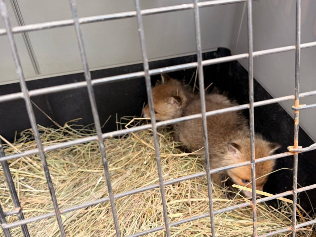 лисят подбросили на Харьковщине