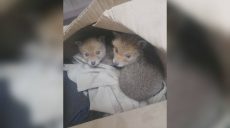 «Их нашли в коробке»: кого подбросили энергетикам на Харьковщине (фото)