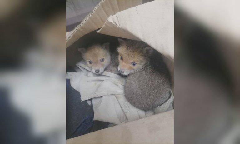 «Их нашли в коробке»: кого подбросили энергетикам на Харьковщине (фото)