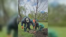 Весна в Харькове: на набережной высаживают деревья, на ХТЗ готовят фонтан 📷