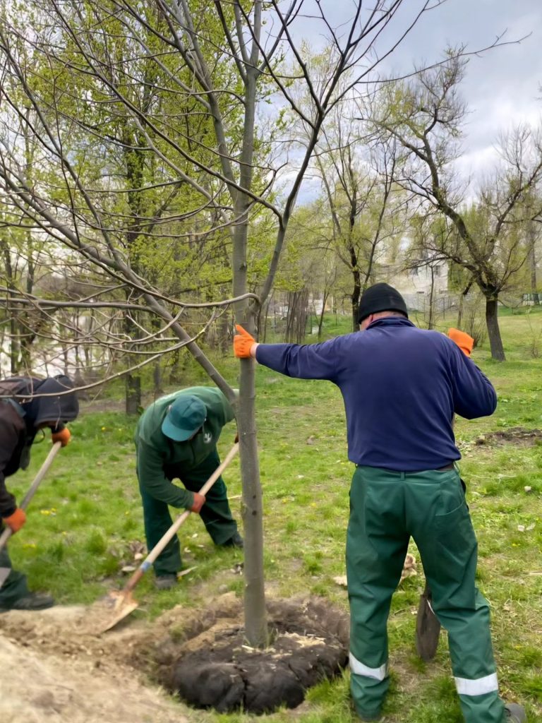 аллея лип в Харькове