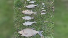 Мор рыбы в реке на Харьковщине: что узнала полиция от экологов