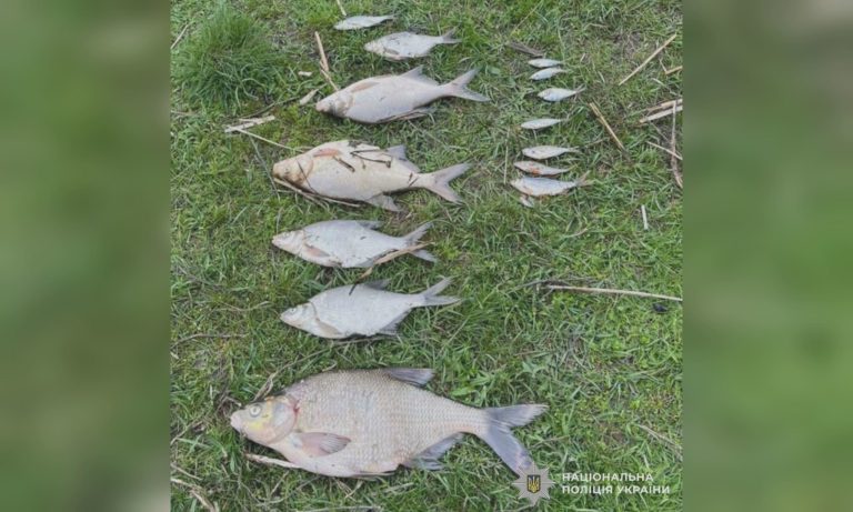 Мор риби у річці на Харківщині: що дізналася поліція від екологів
