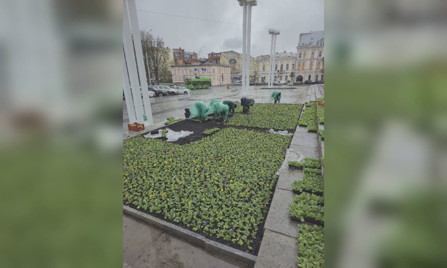 В Харькове — все больше цветов: где высадили тысячи виол (фото)